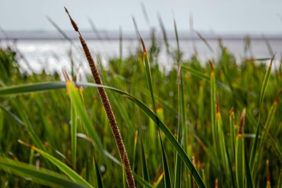 Lush green grass with tall blades near a calm body of water under a cloudy sky.